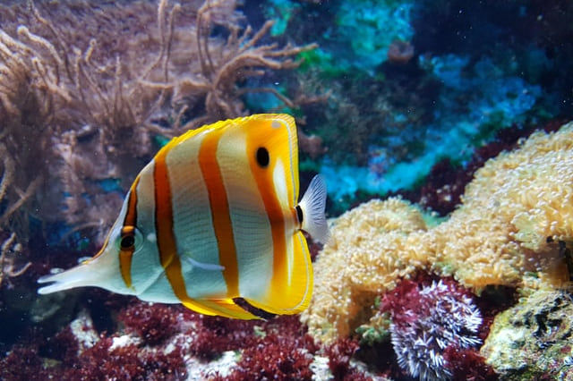 Beautiful Fishes, corals, and more